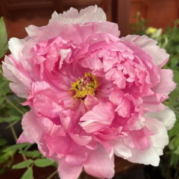 河南郑州+洛阳+开封4日3晚跟团游