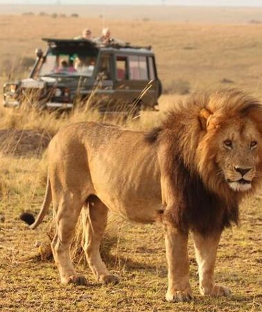 6D5N • 6 Days lodge &camping tour Serengeti ,Tarangire ,Ngorongoro Crater and Manyara