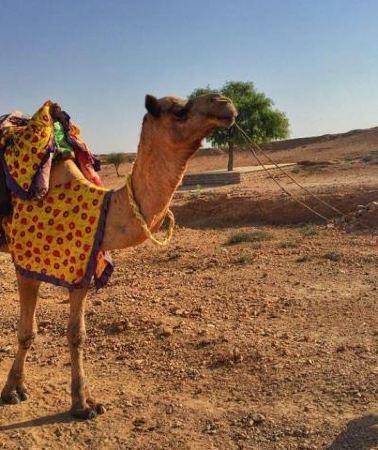 2D1N • Overnight Camping With Camel Safari In Jaisalmer