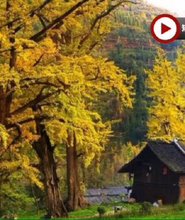 5日4晚 • 金秋貴州‧賞千年銀杏 5天升級純玩高鐵團  妥樂古銀杏景區、神泉谷粉黛亂子草花海、花溪黃金大道賞百年法國梧桐、西普陀寺秋景、觀山湖公園秋色、高坡雲頂暮曙公園、夜遊黃果樹大瀑布、貴陽地標甲秀樓夜...