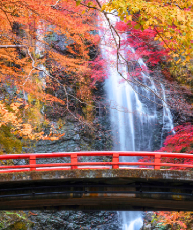 6 วัน 4 คืน • GO2KIX-TG104 OSAKA TOKYO โอซาก้า เกียวโต ฟูจิ โตเกียว น้ำตกมิโนะ อุโมงค์ใบเมเปิ้ล 6D 4N โดยการบินไทย