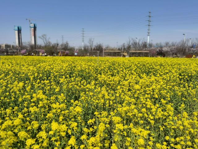 青岛西海岸生态观光园旅行图片 5