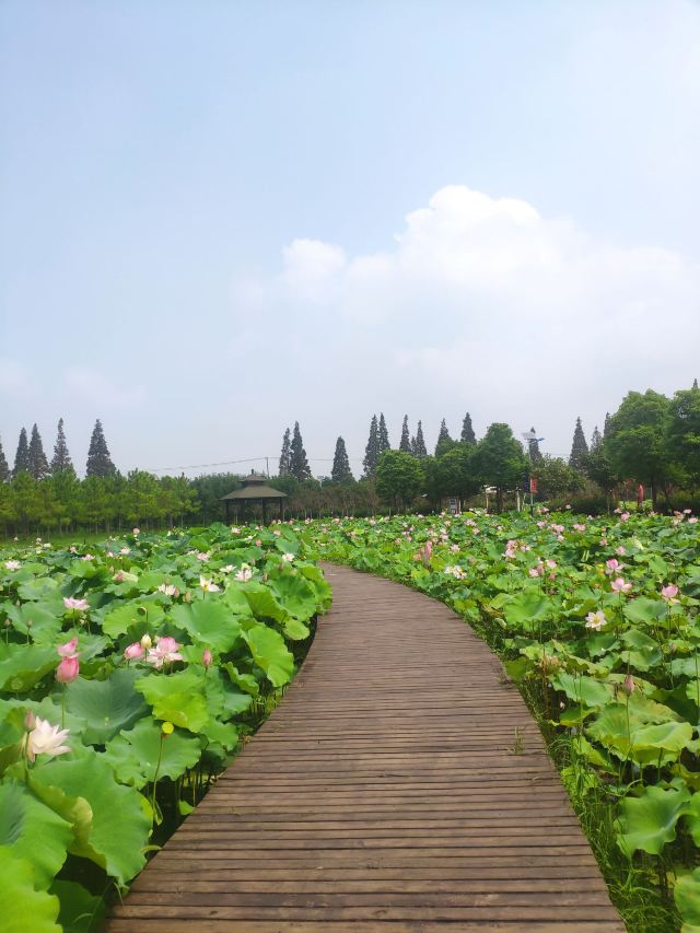 上海崇明荷花博览园旅行图片 2
