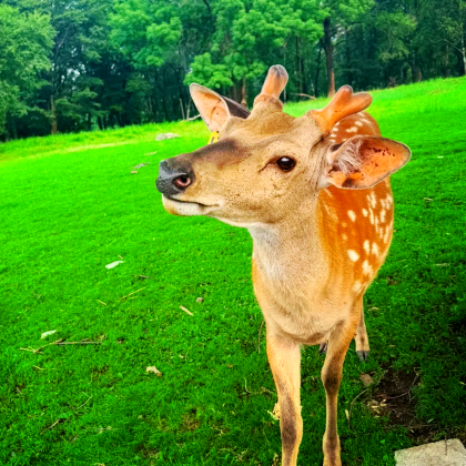 内蒙古乌兰布统+达达线+热阿线+河北塞罕坝国家森林公园+玉龙沙湖4日3晚跟团游