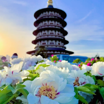 河南郑州+开封+洛阳+老君山景区6日5晚私家团