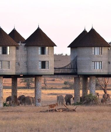 2D1N • Overnight Safari Tour to Saltlick Lodge from Mombasa