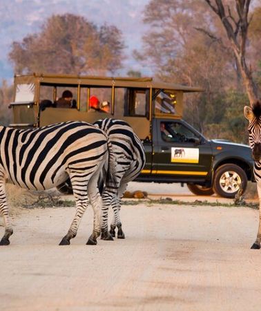 3D2N • 3-Day Guided Kruger National Park Safari Tour from Johannesburg