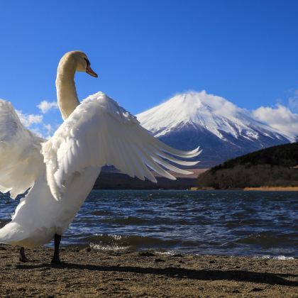 日本大阪+东京8日私家团