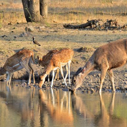 印度阿格拉+伦腾博尔国家公园+斋浦尔+乌代布尔+焦特布尔+普什卡梵天庙10日9晚私家团