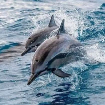 日本九州+福冈+熊本+大分6日5晚私家团