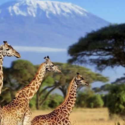 肯尼亚+坦桑尼亚12日11晚跟团游