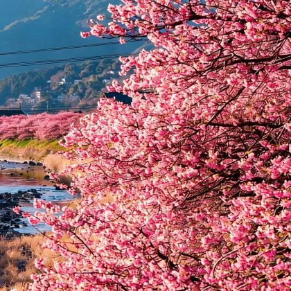 日本北海道+带广+阿寒湖+网走+札幌6日5晚私家团