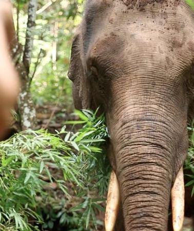 2D1N • 2-Day Kindred Spirit Elephant Sanctuary in Chiang Mai