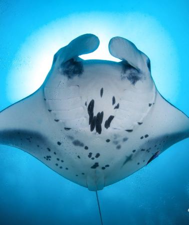 4D3N • Maldives: South Ari Atoll 4-Night Diving Package