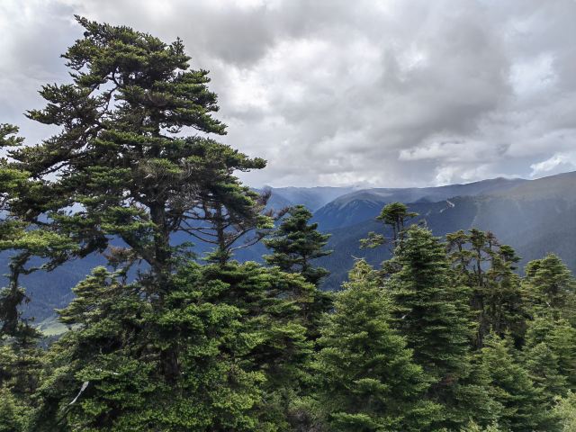 鲁朗林海风景区旅行图片 2