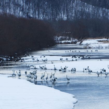 日本北海道十胜川温泉+阿寒湖+摩周湖+层云峡+旭川+小樽+札幌11日10晚私家团