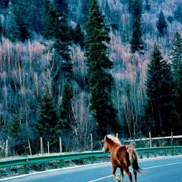 兰州+拉卜楞寺+扎尕那+莲宝叶则景区8日7晚拼小团
