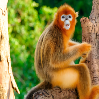 广州+广州长隆旅游度假区5日4晚私家团