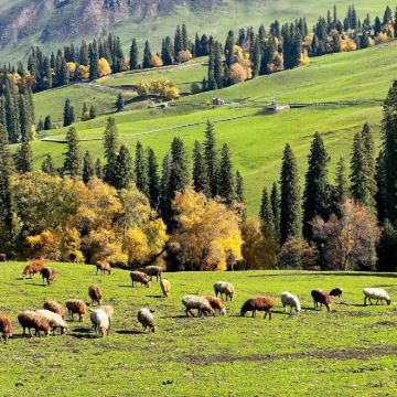 新疆乌鲁木齐+北疆+伊犁+喀纳斯景区8日7晚自由行