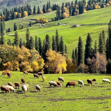 新疆乌鲁木齐+北疆+伊犁+喀纳斯8日7晚自由行