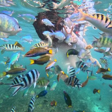 吉隆坡+仙本那6日5晚拼小团