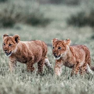 坦桑尼亚塞伦盖蒂国家公园+塔兰吉雷国家公园+恩戈罗恩戈罗火山口8日6晚拼小团