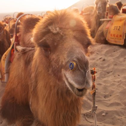 敦煌+嘉峪关+张掖+西宁+青海湖景区+茶卡盐湖5日4晚私家团