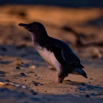 新西兰南岛+皇后镇+特卡波湖+瓦纳卡+奥玛鲁+凯库拉9日私家团