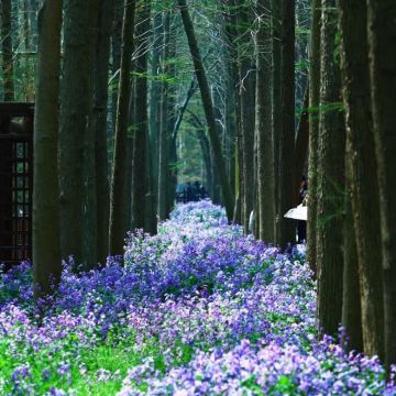 泰州+溱潼古镇+兴化+千垛景区3日2晚私家团