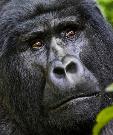 5D4N • 5 days gorilla & Wildlife safari in Uganda