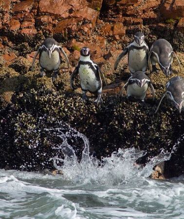 7D6N • 7-day Galapagos Island Hopping Adventure Expedition