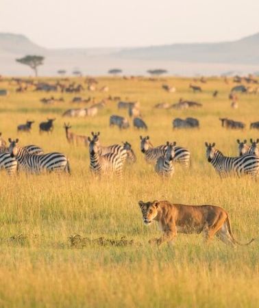 4D3N • 4-Day Budget Tarangire, Serengeti, Ngorongoro Safari Guided Tour