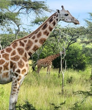 8D7N • Private 8 days Murchison Falls, Chimpanzee & Gorilla Trekking