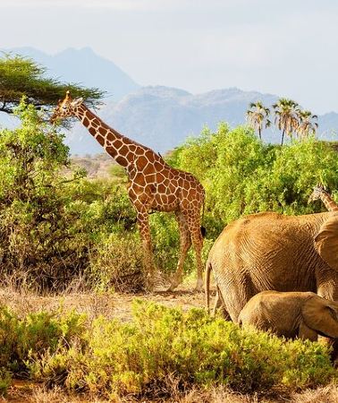 3D2N • 3 Days Safari to Samburu National Reserve from Nairobi