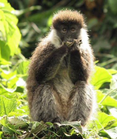 10D9N • Ethiopia: 10-Day Wildlife Photography Tour with Flights