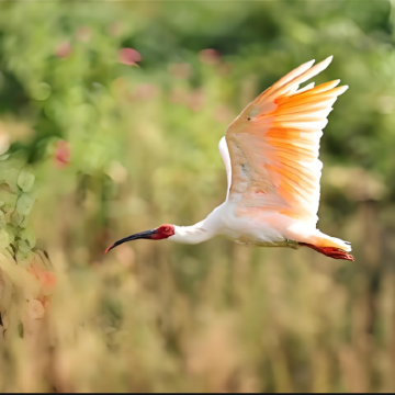 汉中+长青华阳景区+佛坪熊猫谷旅游区+汉江源景区+勉县武侯祠博物馆4日3晚私家团