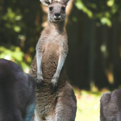 澳大利亚8日7晚跟团游