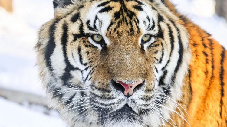 4-day 3-night · Private Tour · Harbin + Siberia Tiger Park + Volga Manor