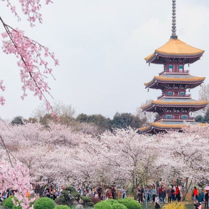 神农架+长江三峡+三峡大坝+黄鹤楼+武汉5日4晚跟团游