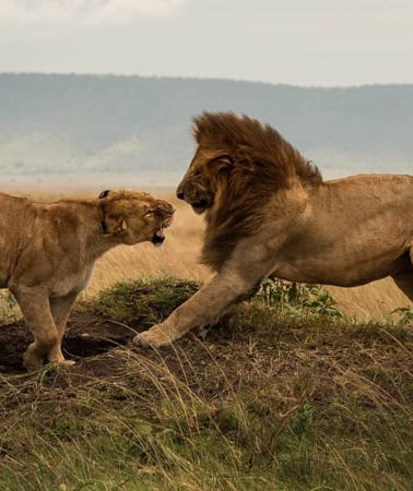 12D11N • Experience two great wildlife kingdoms of East Africa in one trip: follow the migration trails from the Masai Mara to the Serengeti and Ngorongoro