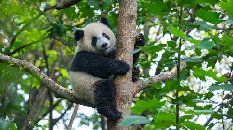 14-Day China Small Group Family Adventure Tour from Beijing to Shanghai: Pandas, Palaces, Warriors, Great Wall & Yangtze River Cruise