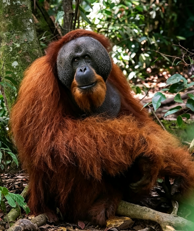 4D3N • Jungle Adventure including 2-day trek: Gunung Leuser National Park: Orangutan, Monkey & Gibbon Spotting