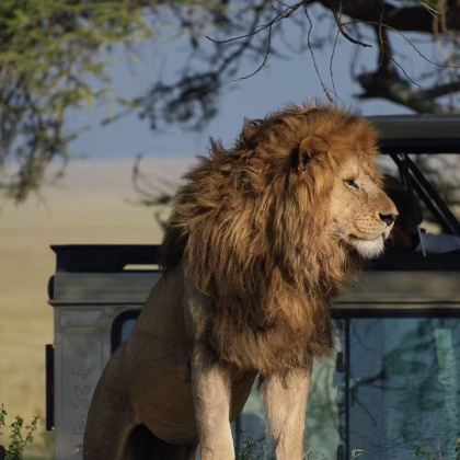 肯尼亚+坦桑尼亚12日11晚私家团