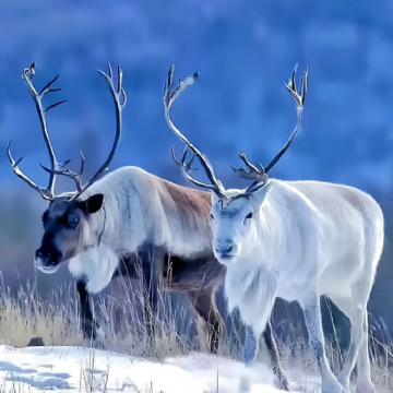 漠河+北极村4日3晚私家团