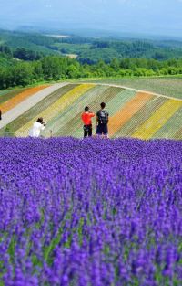 日本北海道7日6晚拼小团图片