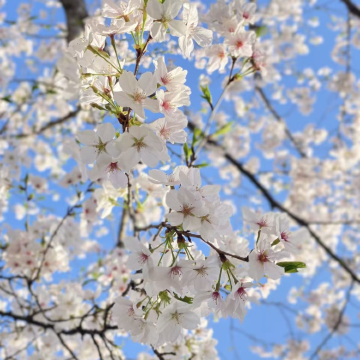 江西南昌+庐山市+景德镇+婺源4日3晚自由行