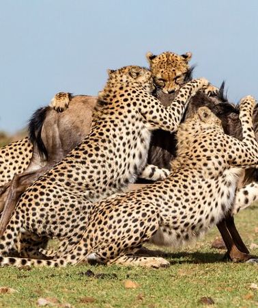 6D5N • 6 Days Private Safari Tour in Kenya from Nairobi with Meals