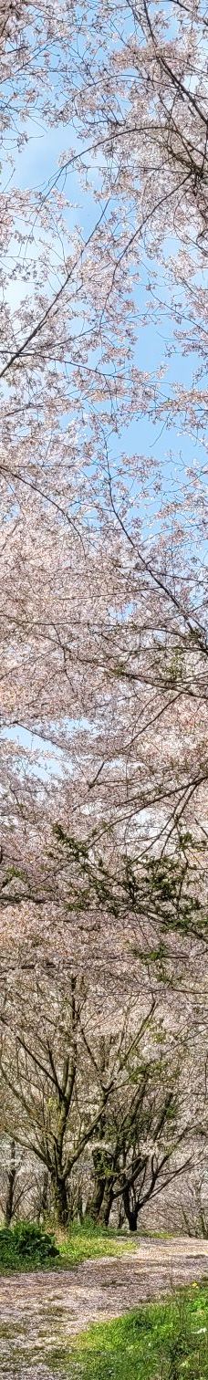 贵安樱花园-安顺