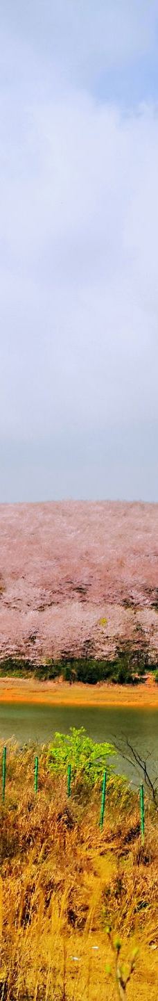 贵安樱花园-安顺