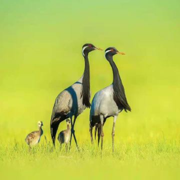 内蒙古呼伦贝尔+额尔古纳+满洲里5日4晚跟团游